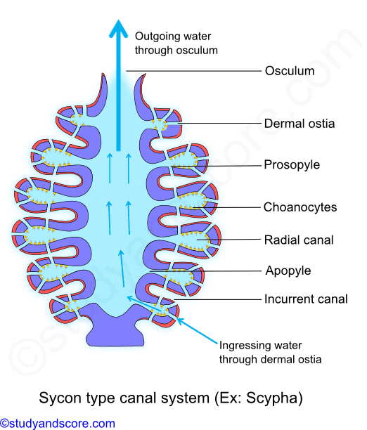 syconoid canal system, canal system in sponges, ingressing water, osculum, ostia, incurrent canal, excurrent canal, prosopyle